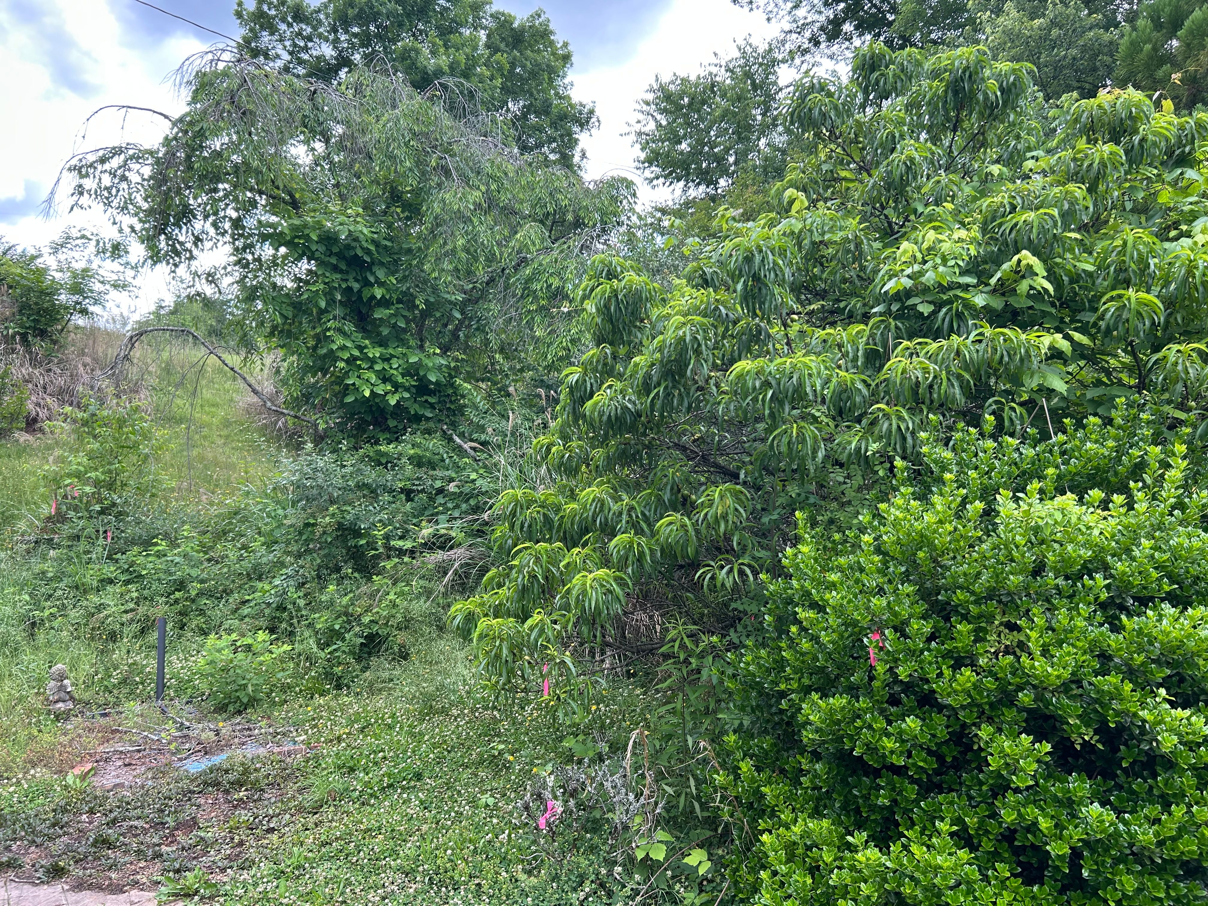 All Photos for Gatrell Landscape & Tree Removal in Bluff City, TN