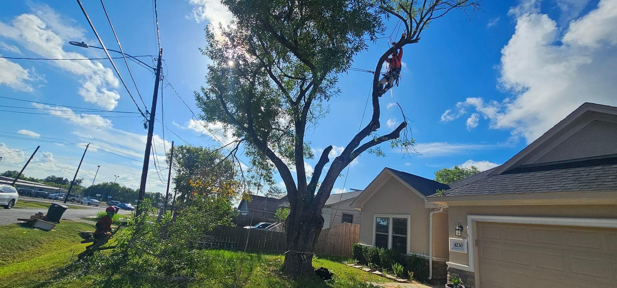  for Servin's Tree Care  in Houston, TX