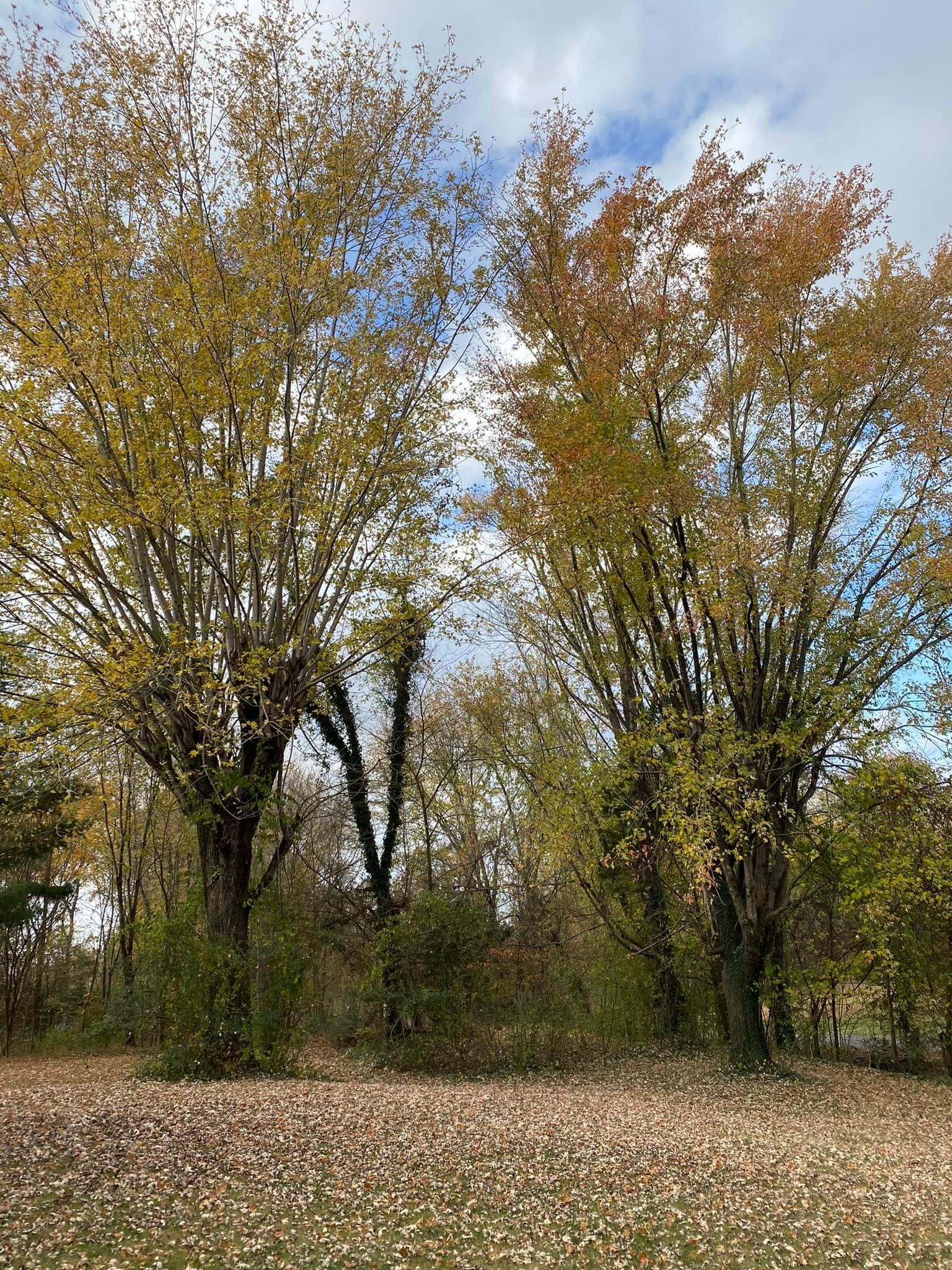 Fall and Spring Clean Up for Atwood’s Tree Care in Liberty,  KY