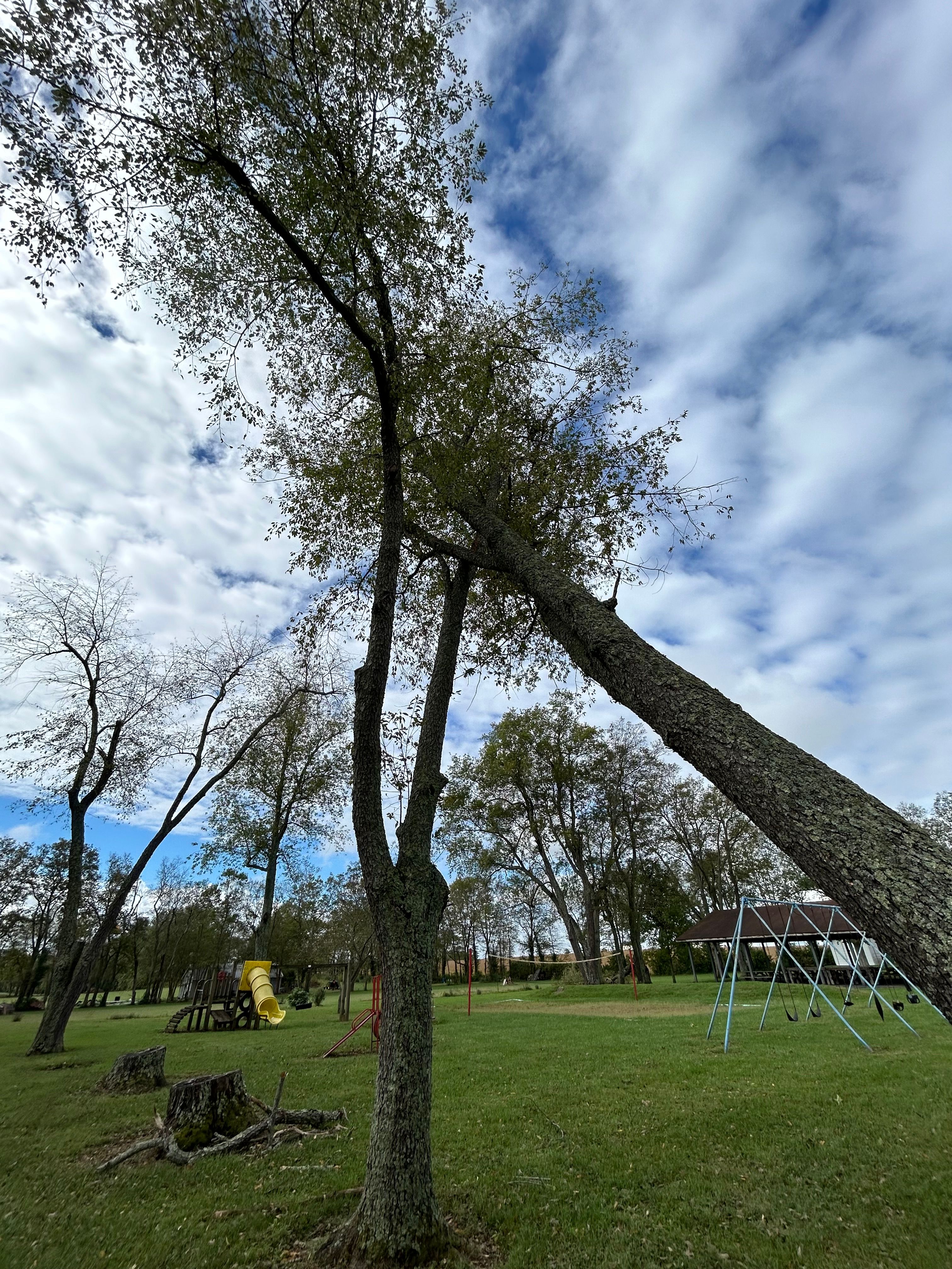 All Photos for Houtz Tree Service in Lexington, KY