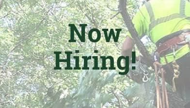  for Branching Out Tree Service in Hastings, MI