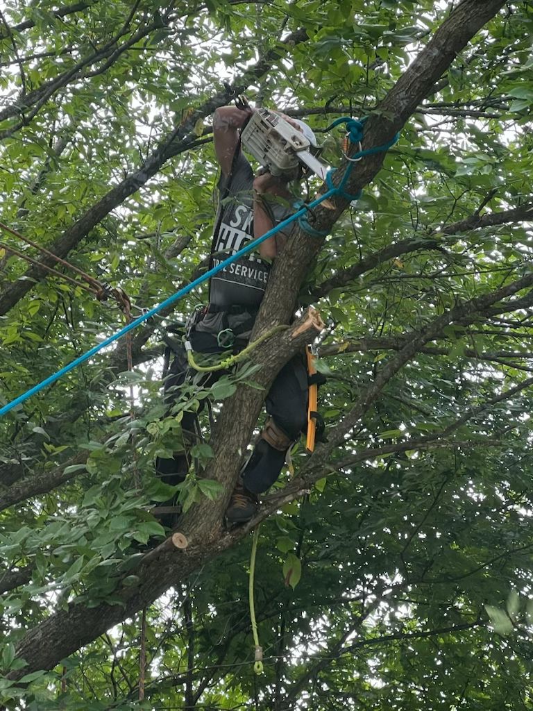  for Sky High Tree Service in Columbia, MO