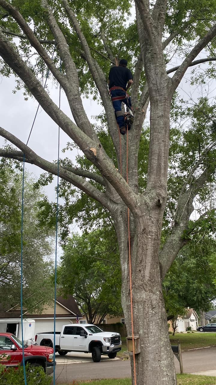  for Fast Cut Tree Service in Jacksonville Heights, FL