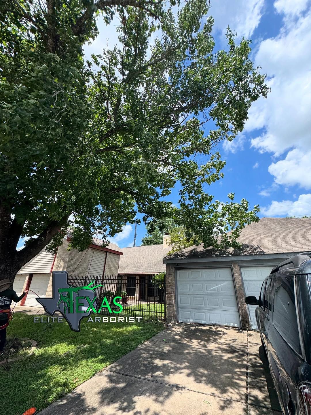  for Texas Elite Arborist in Houston, TX