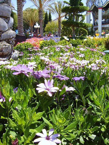 Themed Horticultural Designs for Martin Stanko Landscape Construction in Livermore, CA