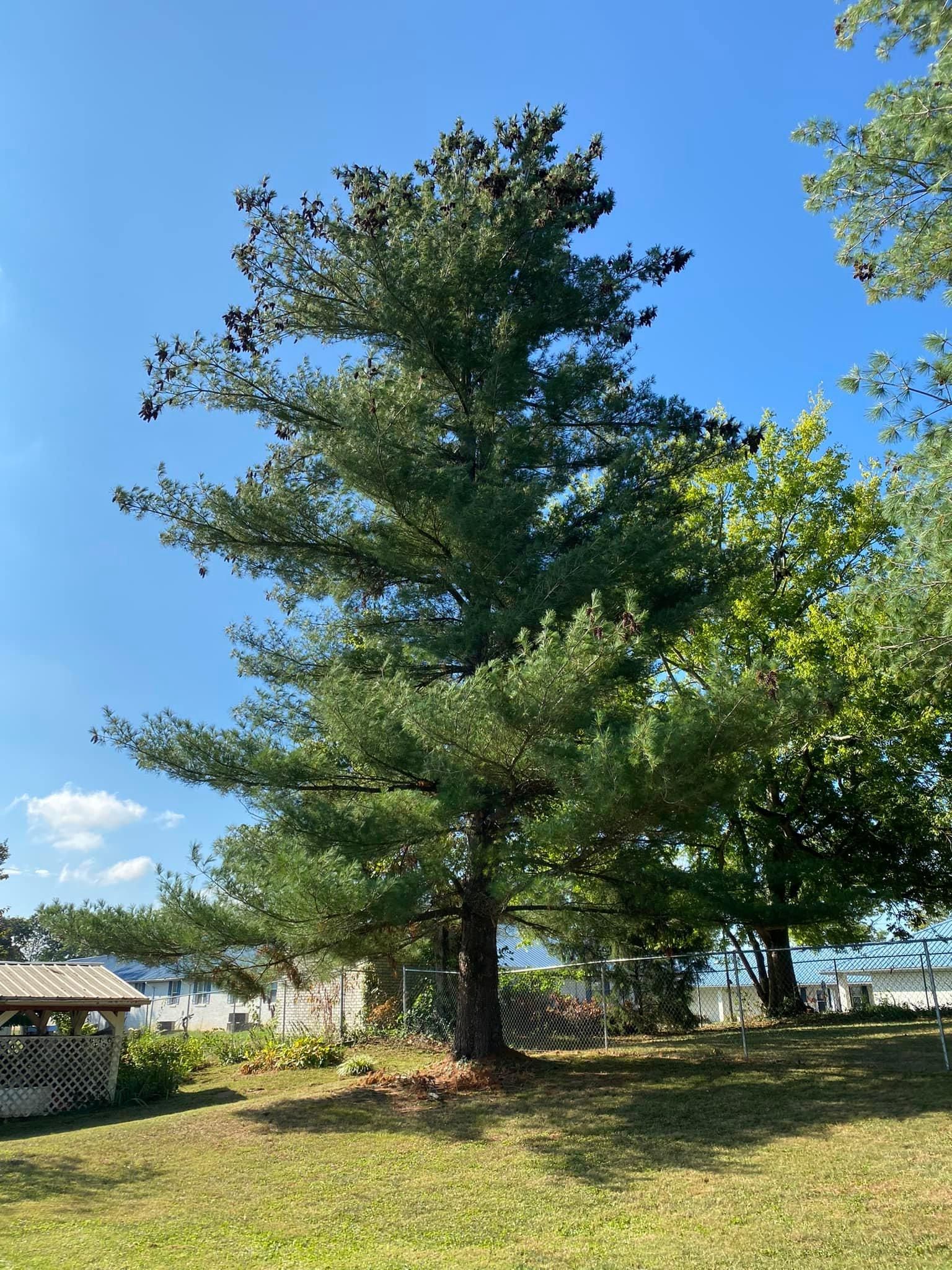 Fall and Spring Clean Up for Atwood’s Tree Care in Liberty,  KY