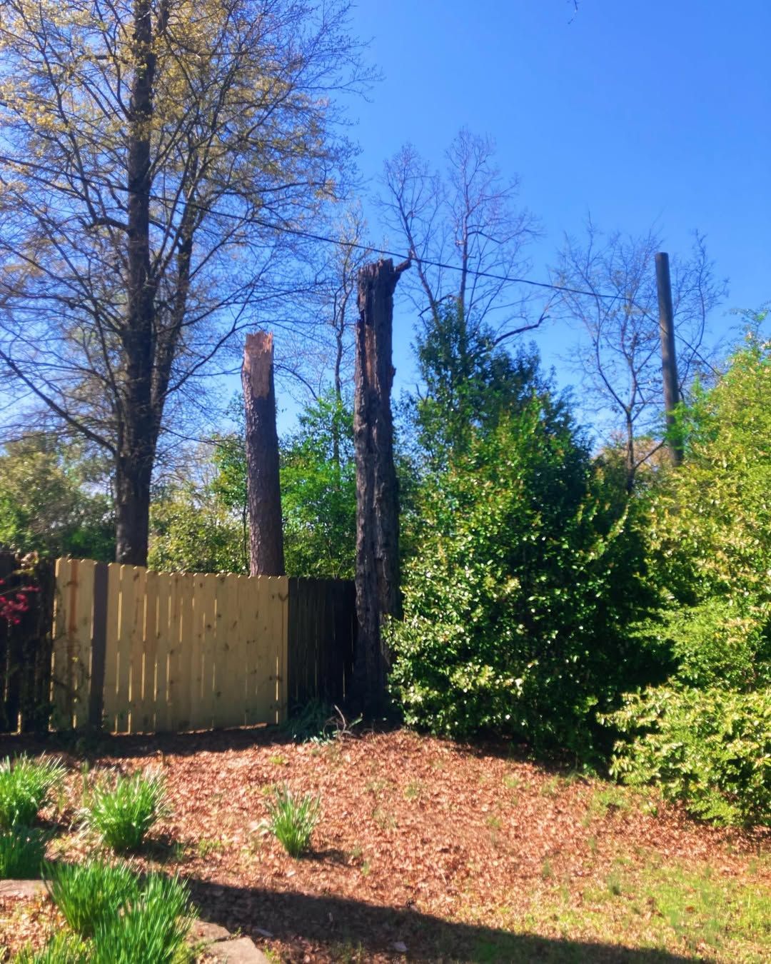 for Kingdom Tree Cuts in Birmingham, AL