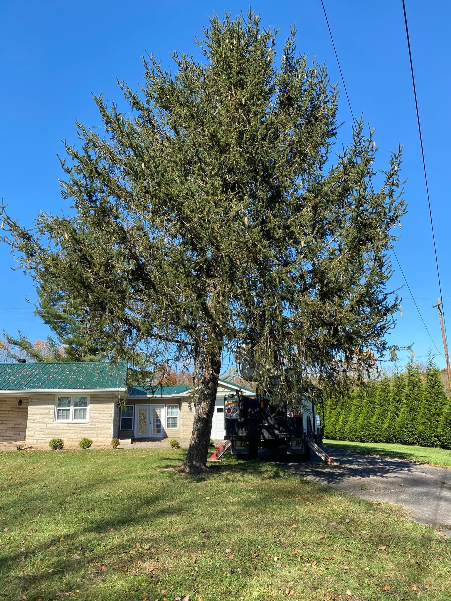 Fall and Spring Clean Up for Atwood’s Tree Care in Liberty,  KY