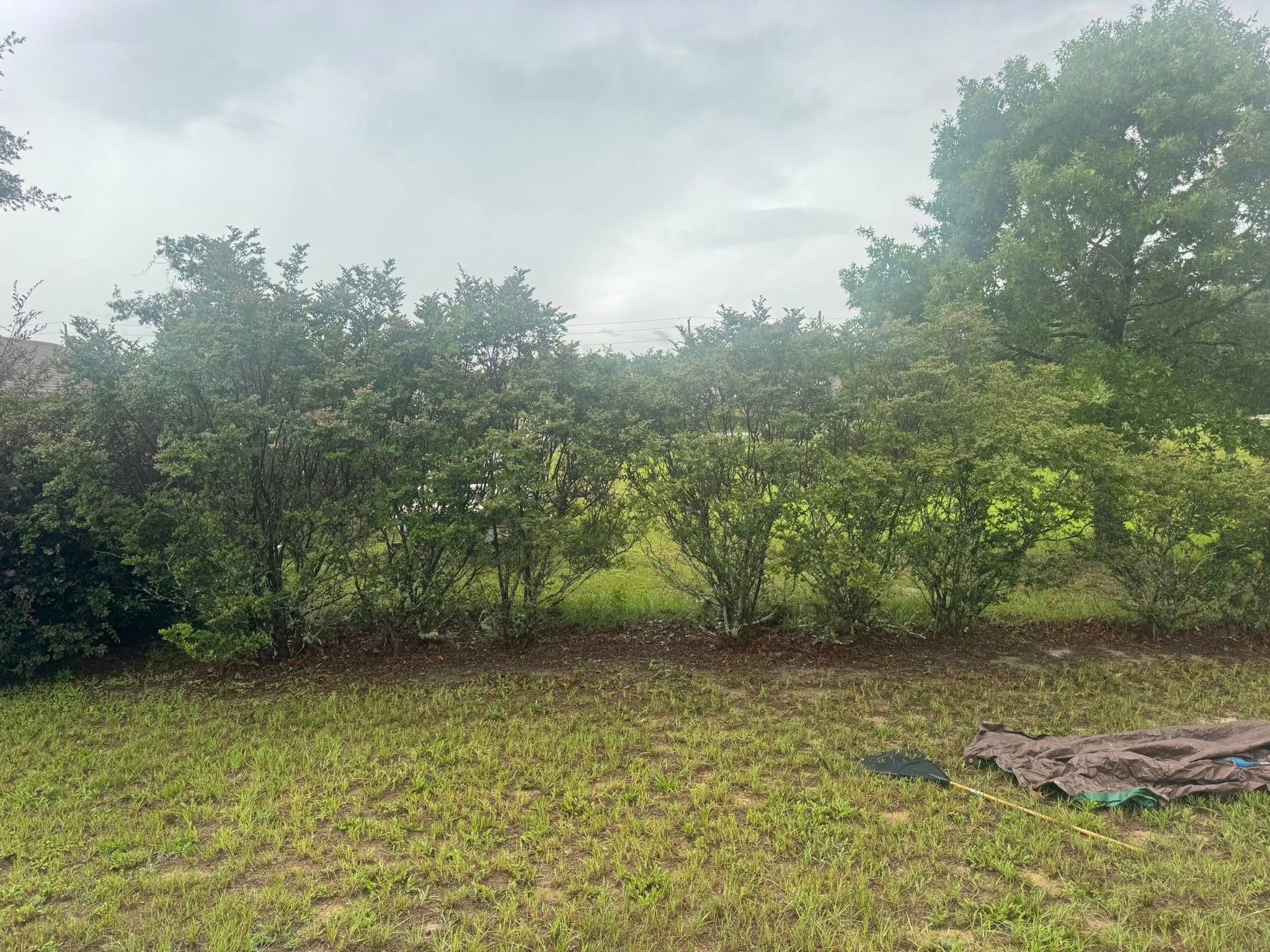 All Photos for Young's Lawn Services LLC in Ocala, FL