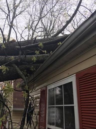  for Loockerman's Tree and Stump Removal in Dover, DE