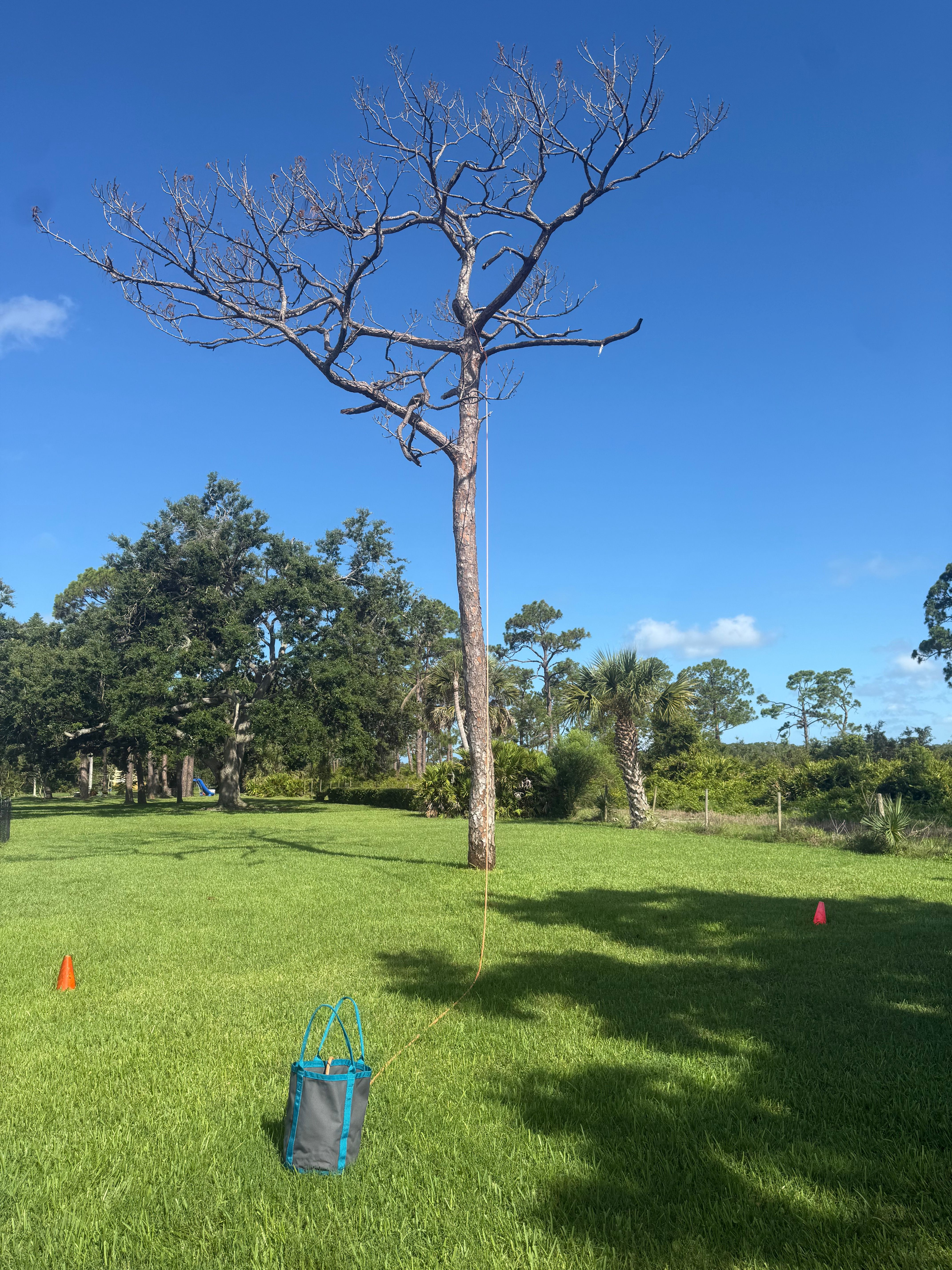  for Damian’s Tree Care in Sarasota, FL