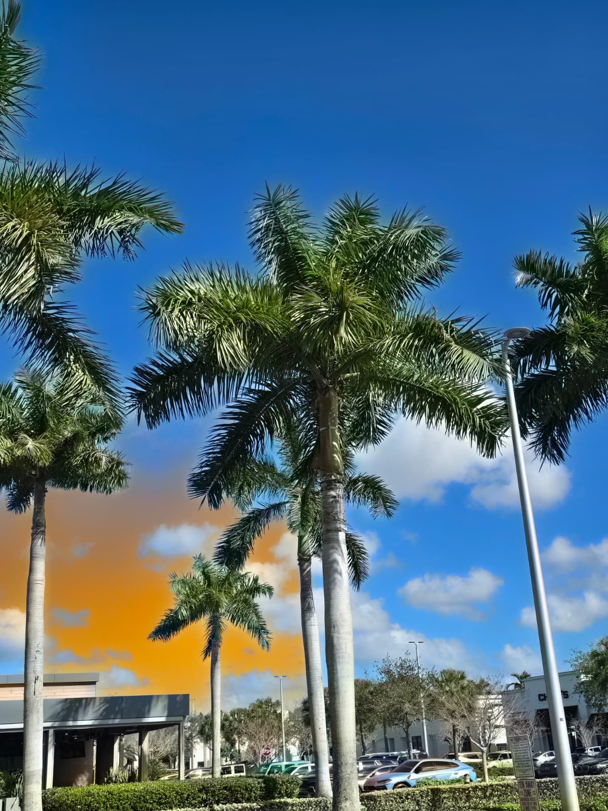 Palm Strapping for Bridgewater Arbor Care in Jupiter, FL