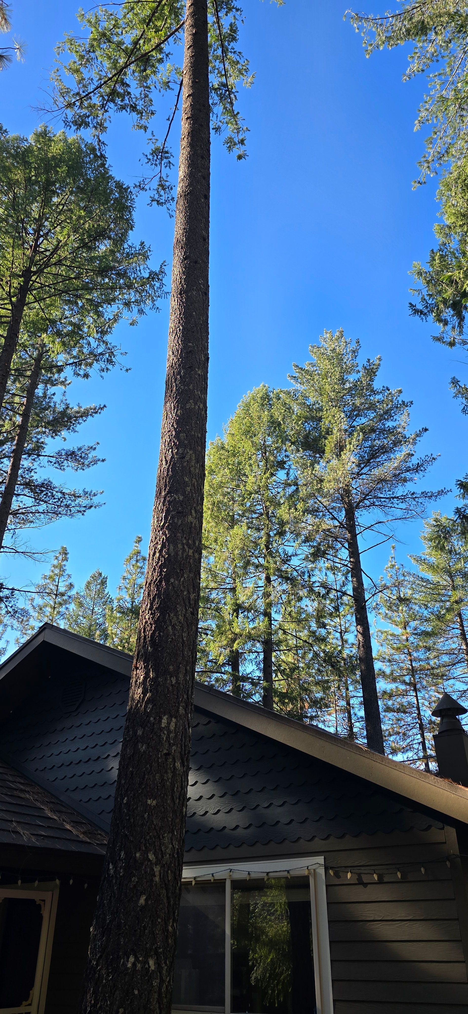  for George Staddan's Professional Tree Care in Placerville, CA