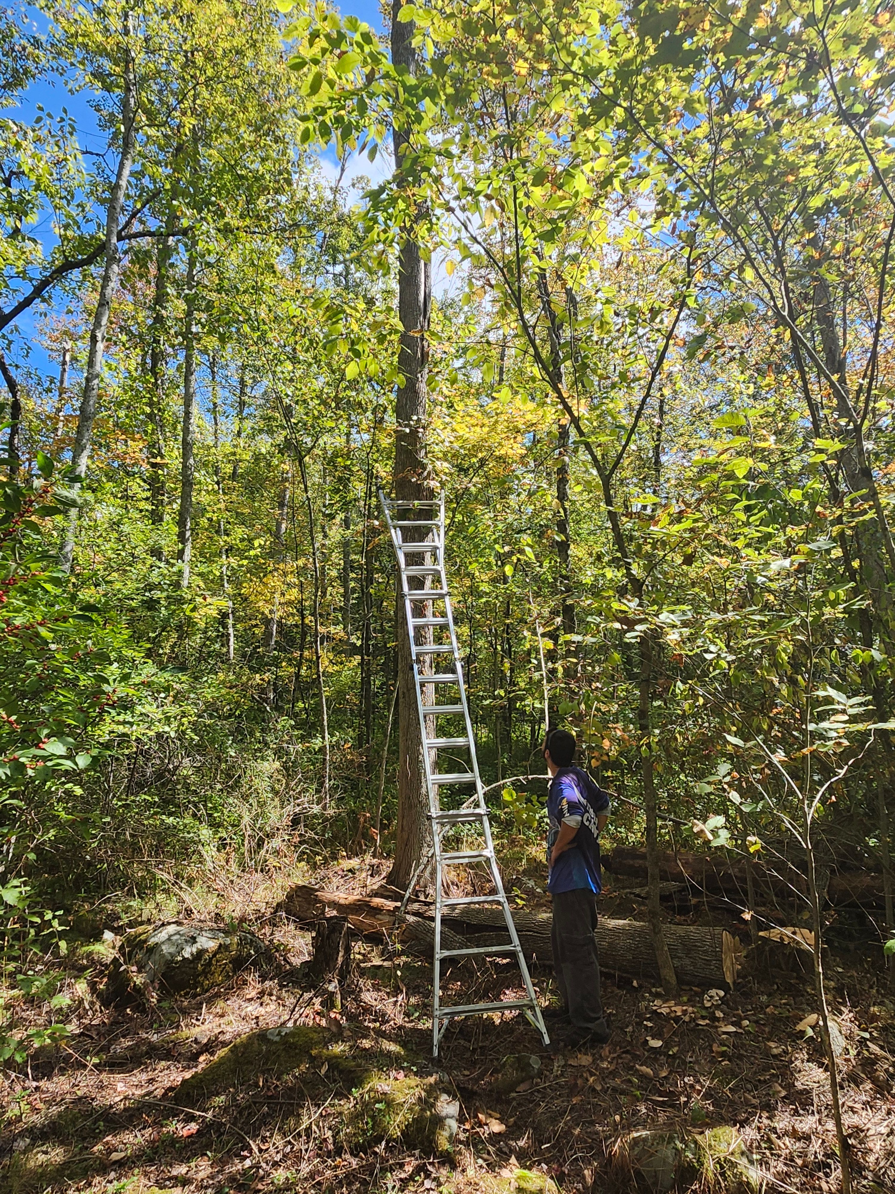 Hedge/Tree/Brush Cutting for Landscape Innovations LLC in Torrington, CT