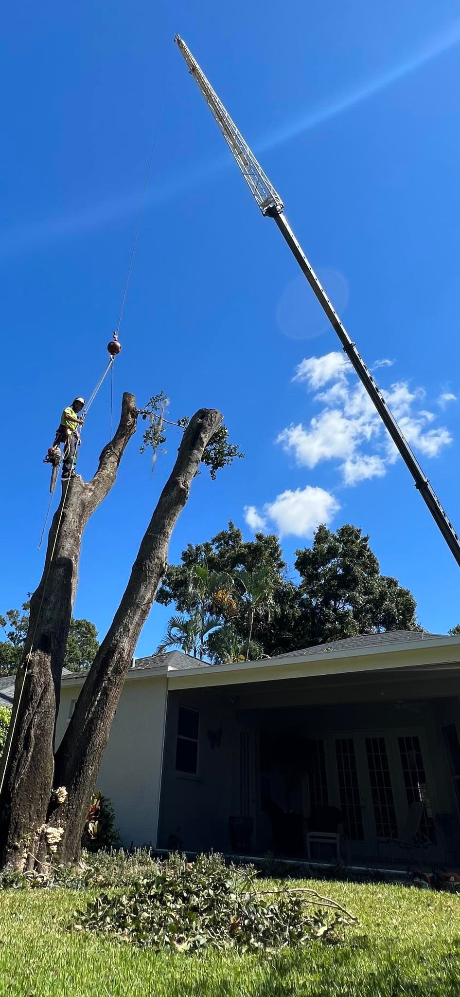  for Damian’s Tree Care in Sarasota, FL