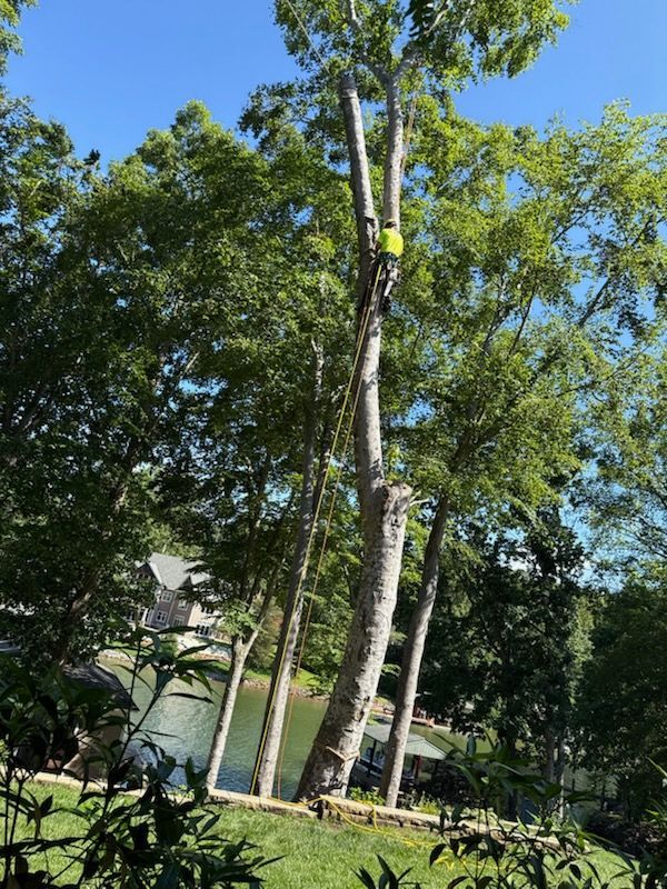  for Red Roosters Tree Services in Bedford, VA