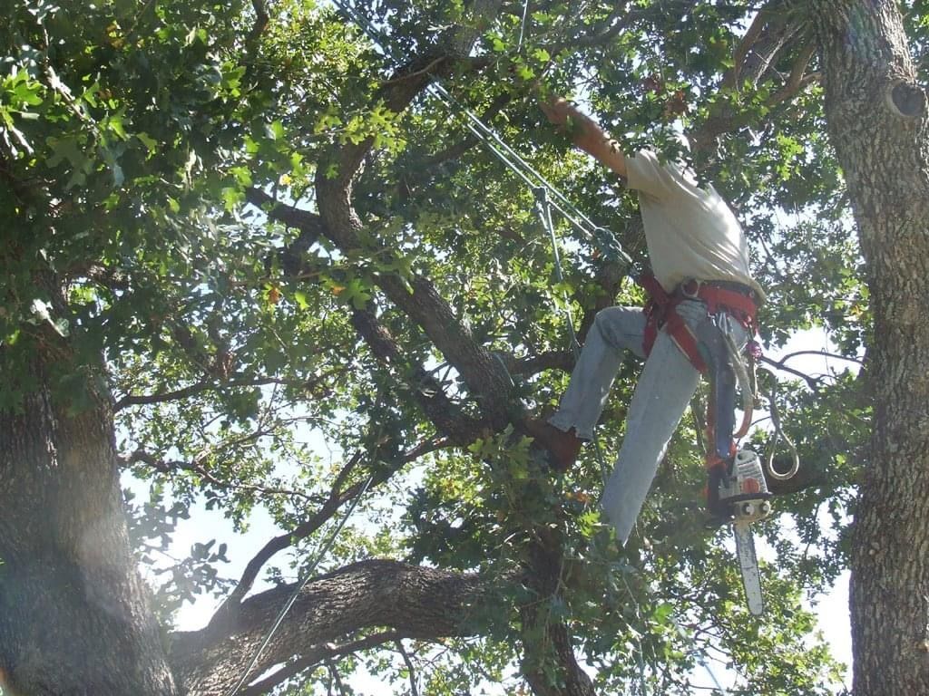  for TLC Professional Tree Service in Bedford, TX
