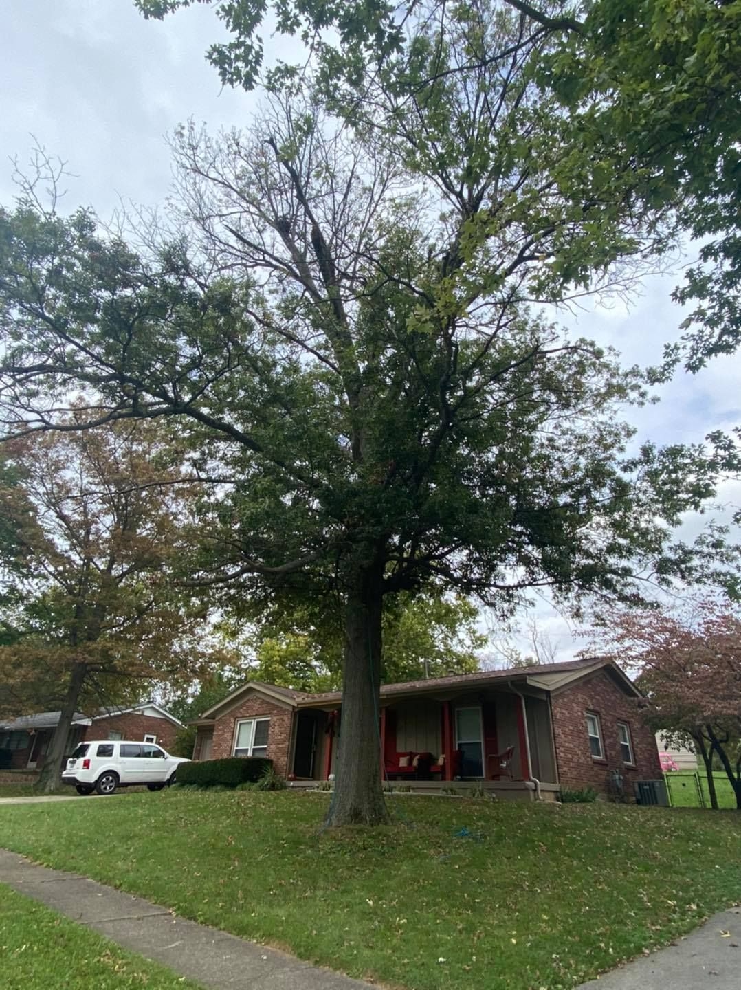  for Timber Ninja Service in Lexington, KY