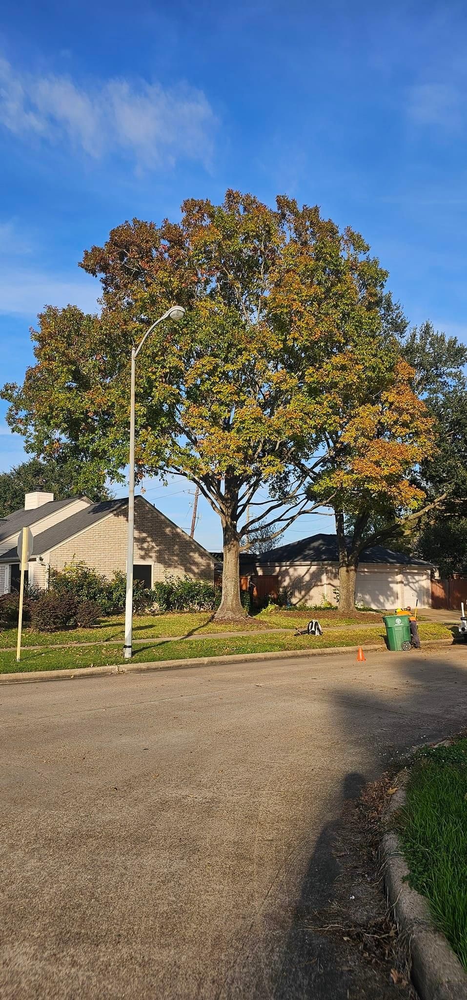  for Servin's Tree Care  in Houston, TX