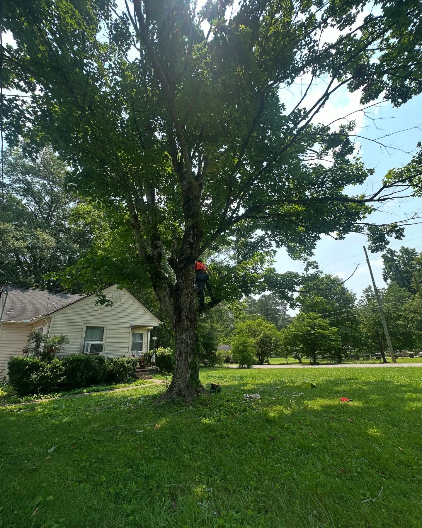  for Professional Tree Service USA in Chattanooga, TN