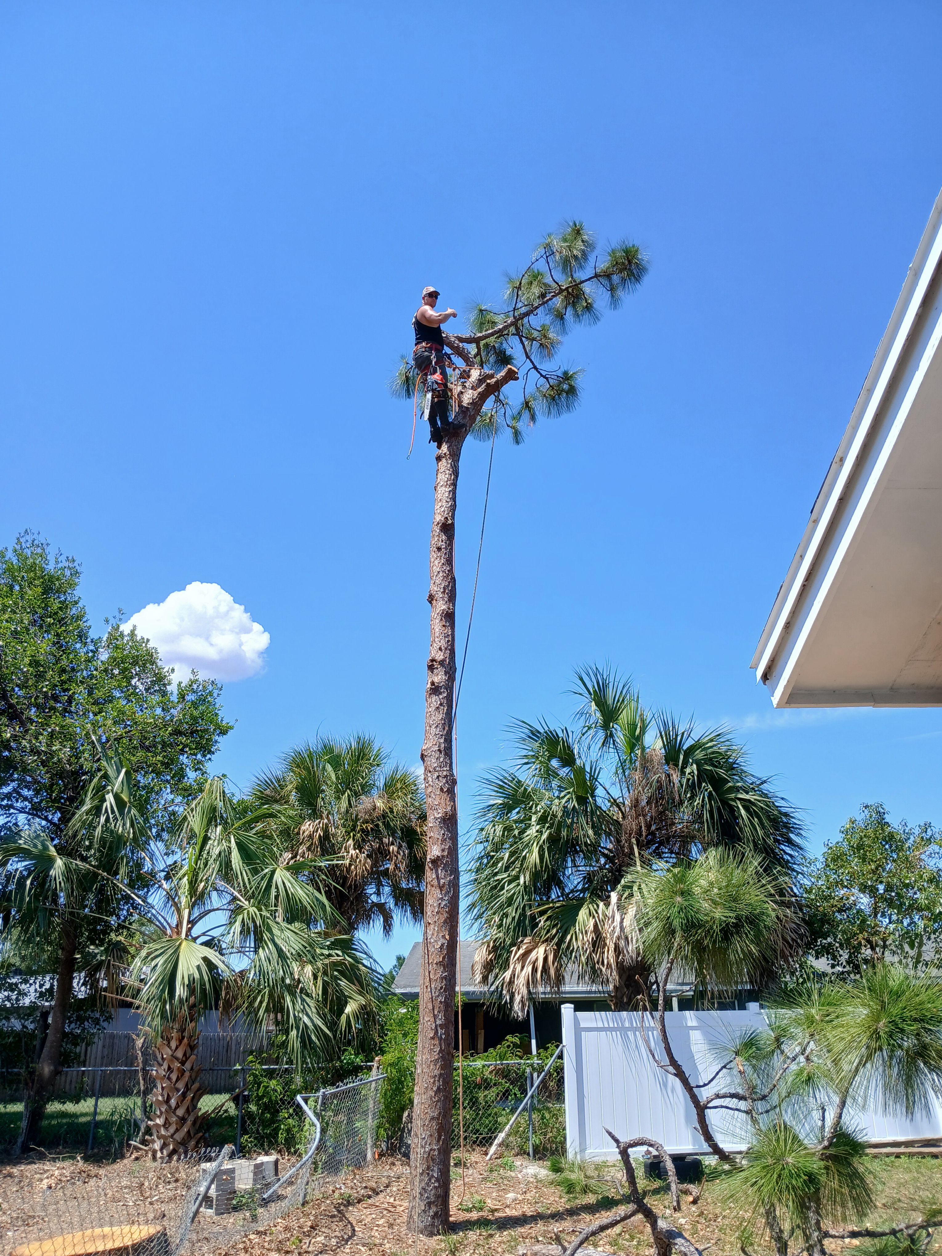  for A Southern Style Tree Service in Orlando, FL