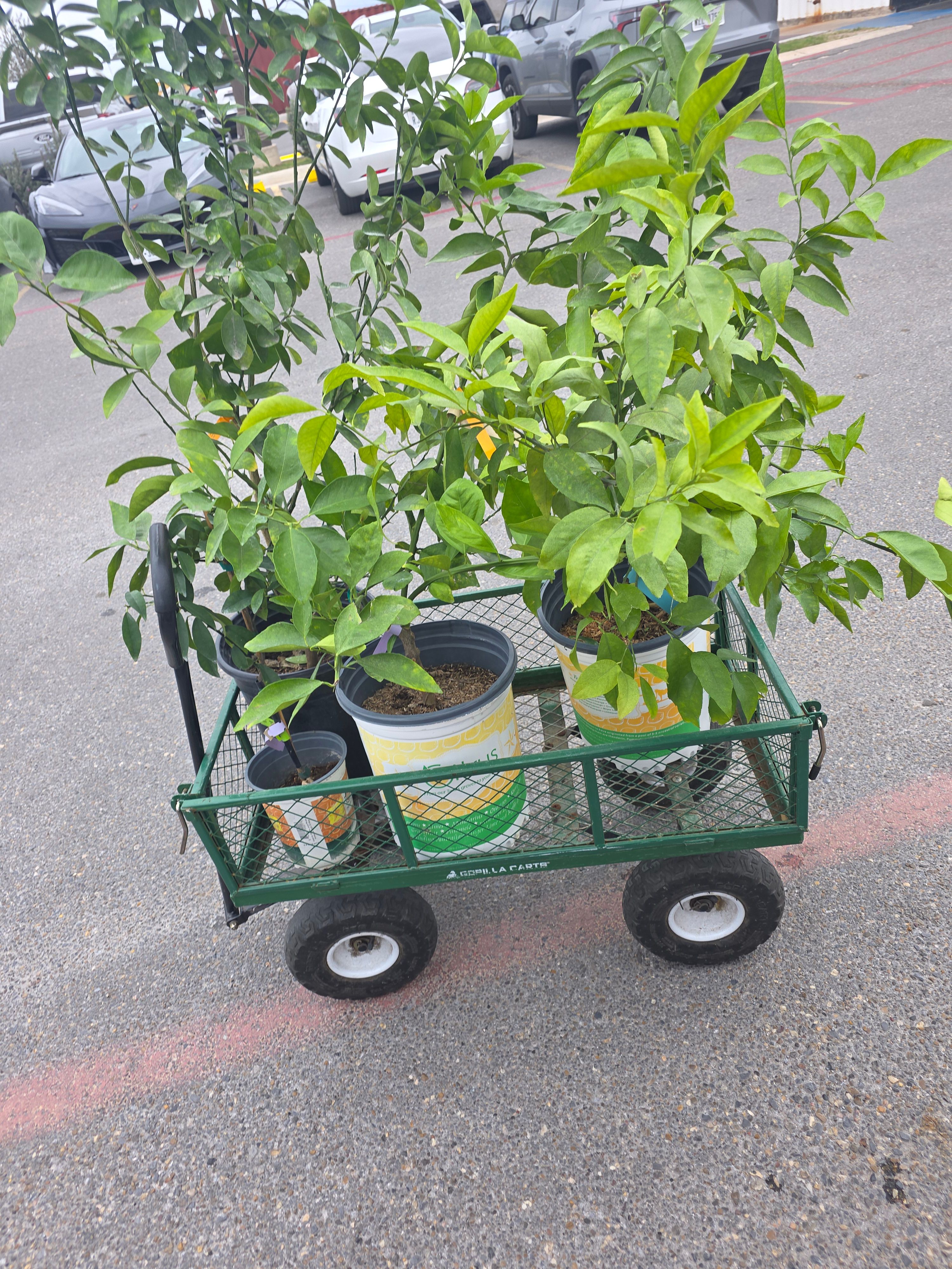  for Pro Lawn Care RGV in McAllen, TX