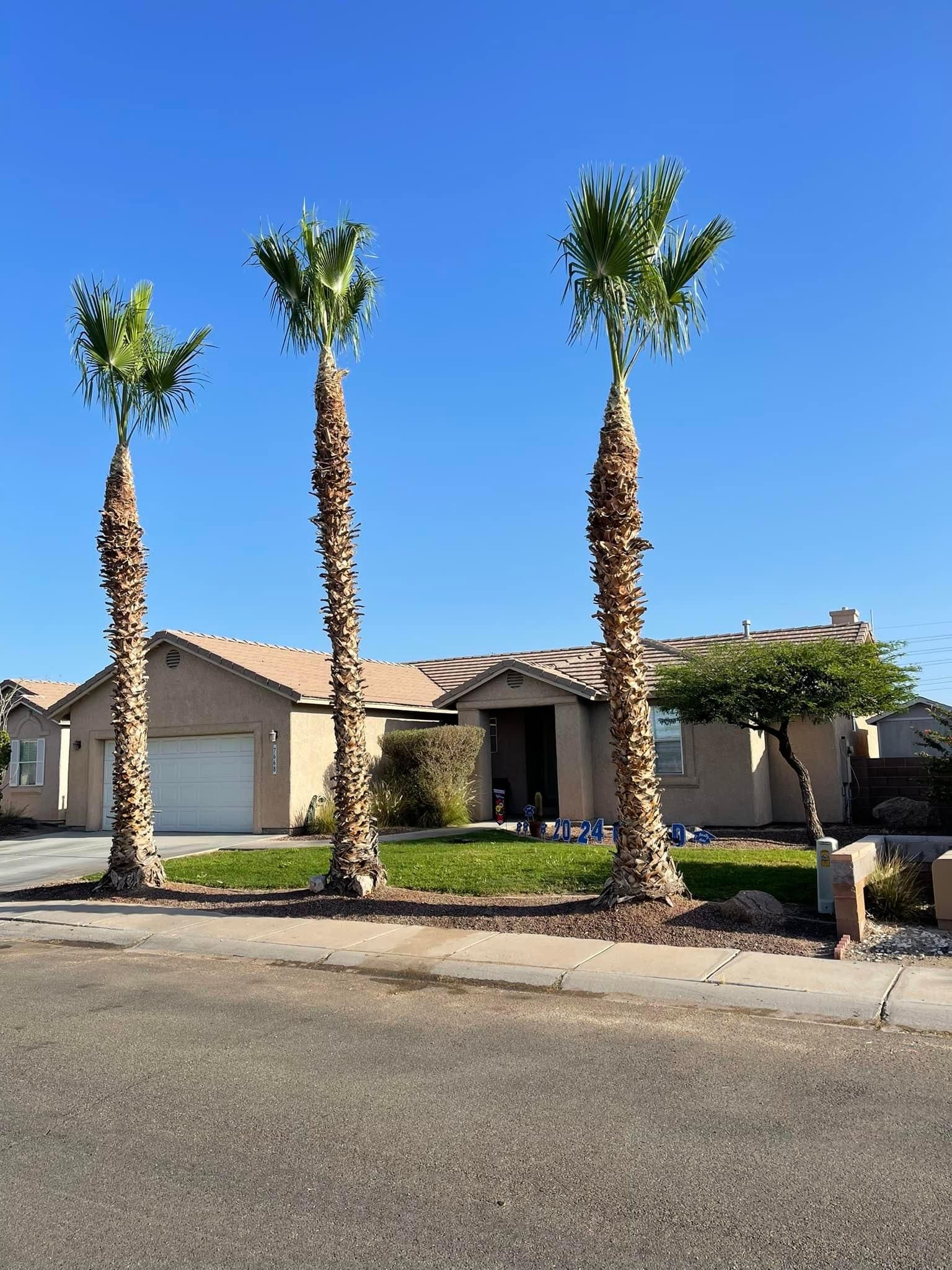  for Oliver L. Palm & Tree services in Yuma County, AZ