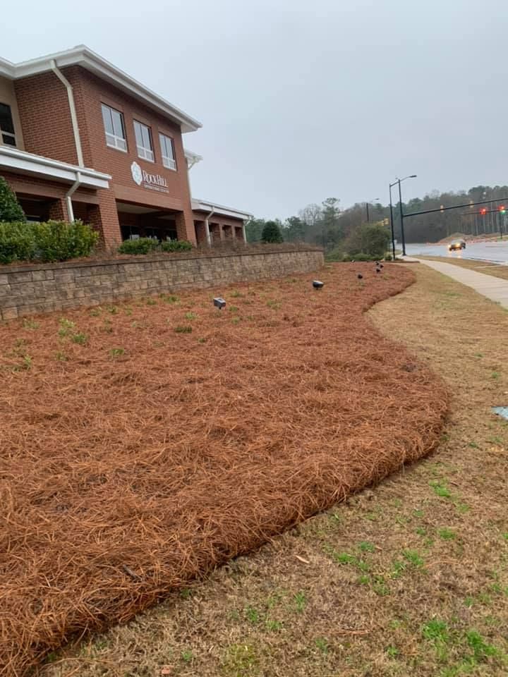  for Pecina Pine Needles in Monroe, NC