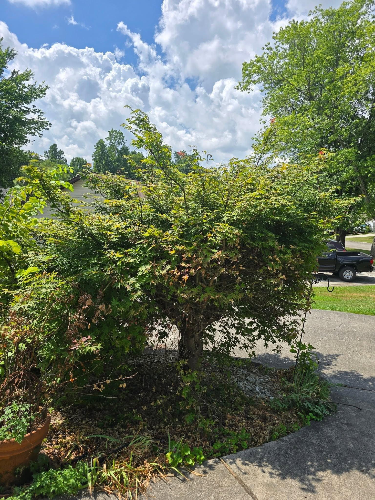  for Williams Lawn and Land in Sharps Chapel, TN