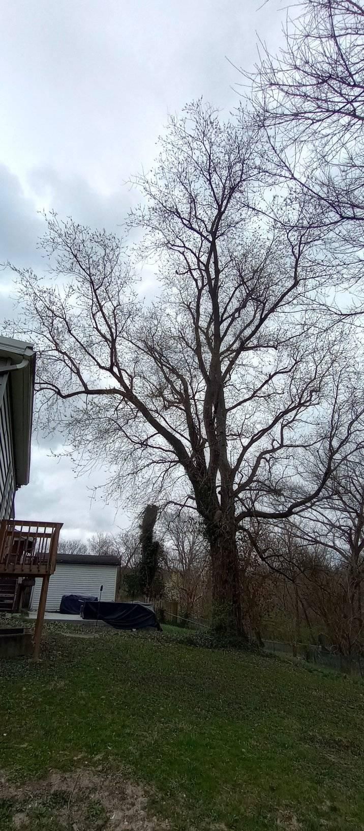  for Kingdom Tree Trimming and Removal LLC in Covington, KY