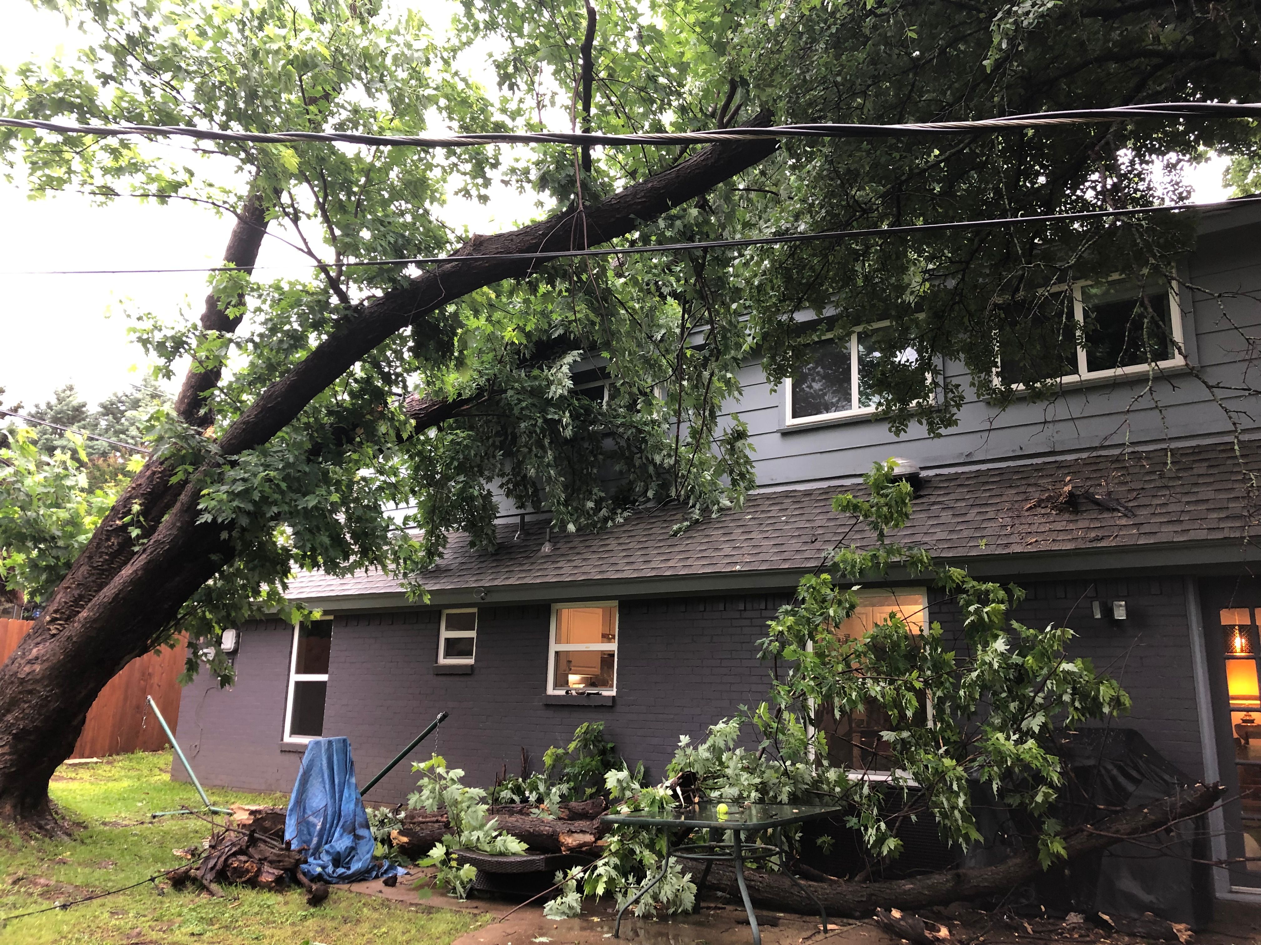  for Classic cut tree trimming and removal in Arlington, TX