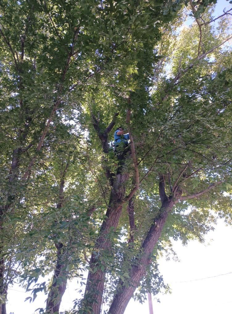  for Two Fellers Tree Service in Buffalo, WY