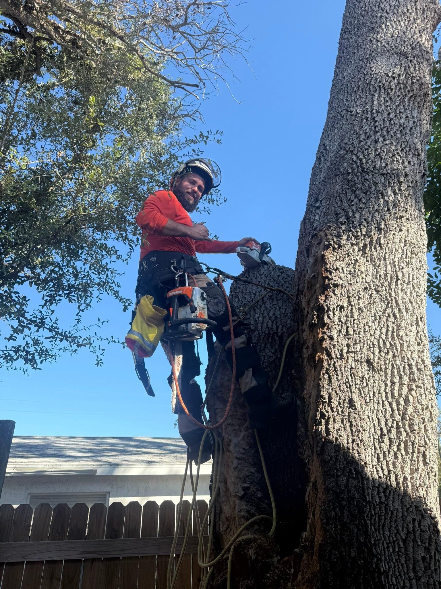  for Damian’s Tree Care in Sarasota, FL