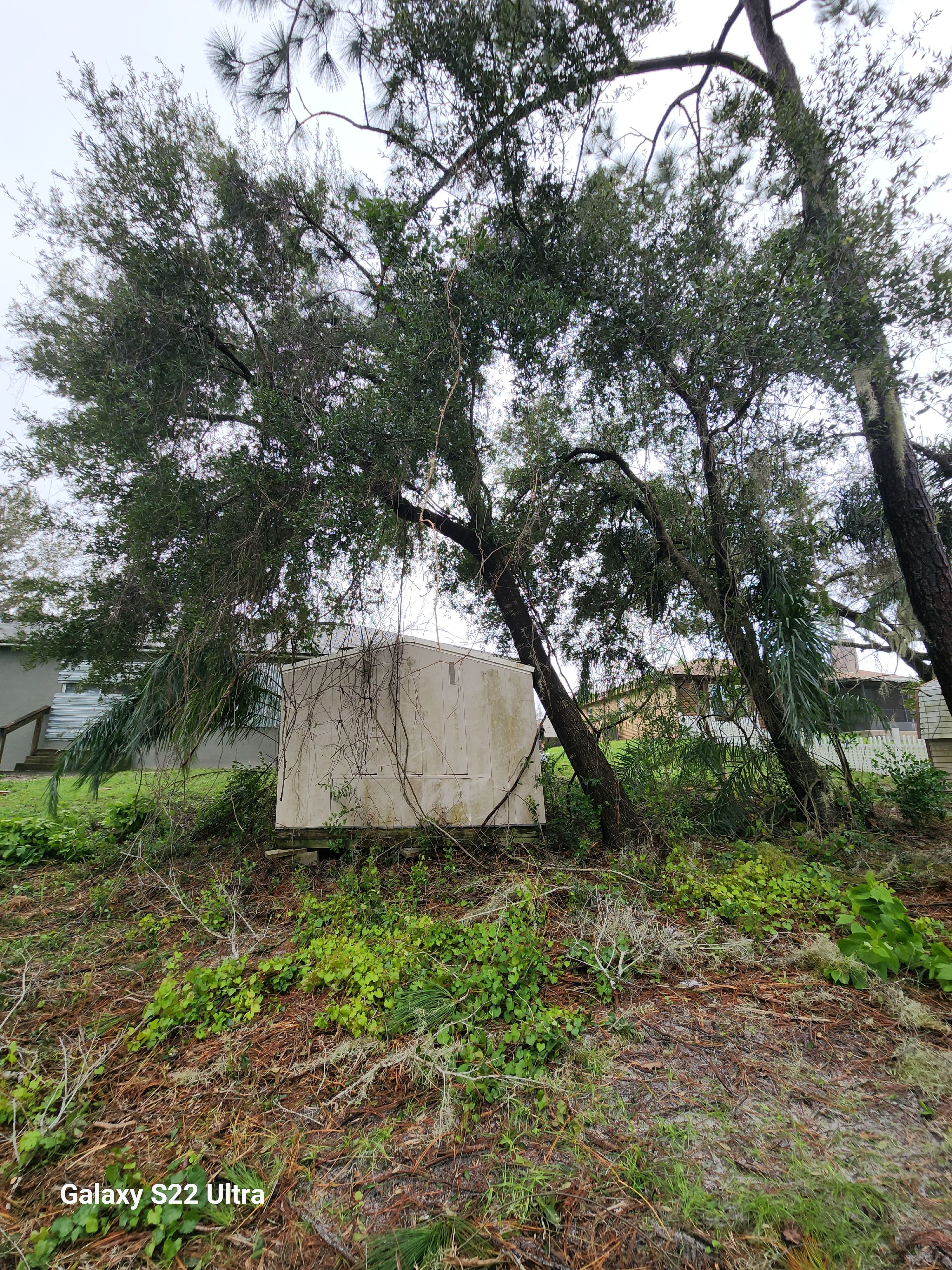 All Photos for Highlife Tree Care And Landscaping in Altamonte Springs, FL