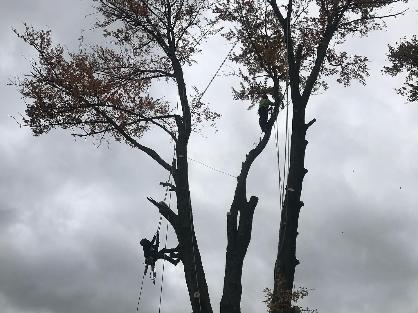  for Timber Ninja Service in Lexington, KY