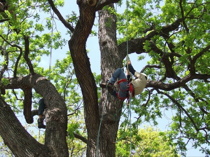  for TLC Professional Tree Service in Bedford, TX