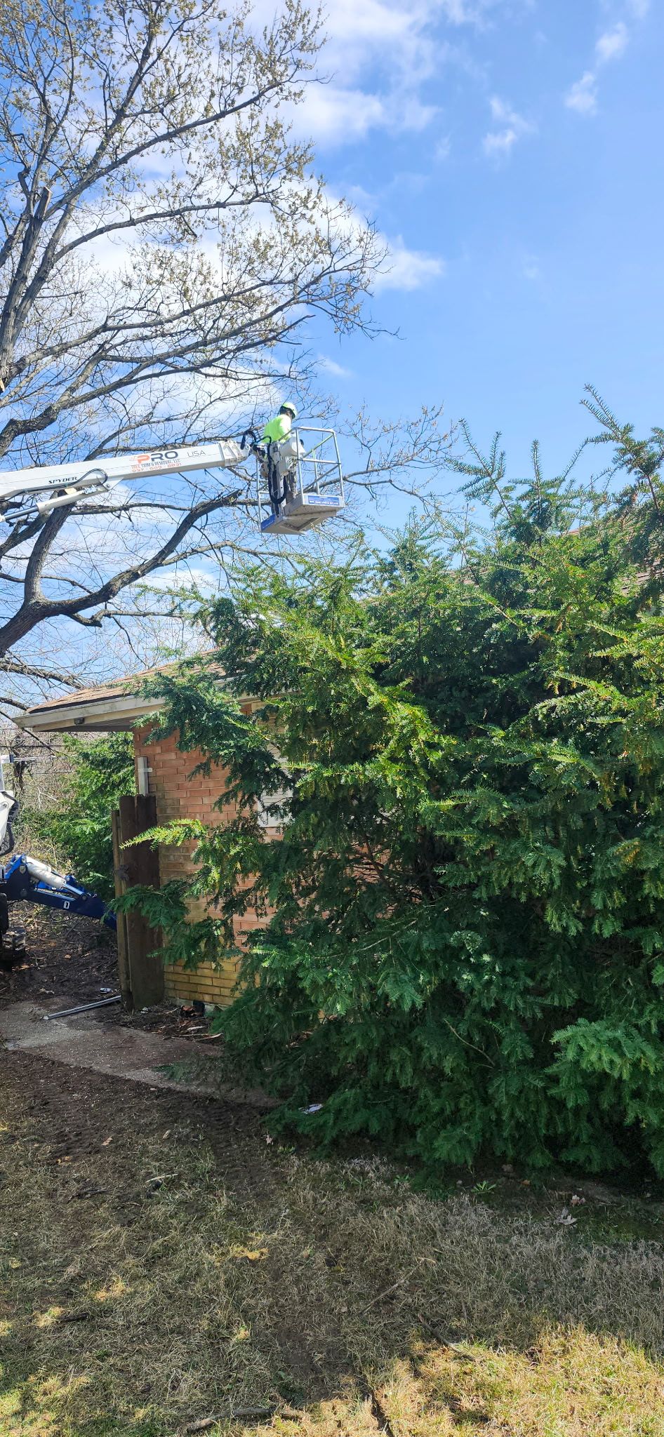 All Photos for Pro Tree Trim & Removal, Llc in Dayton, OH