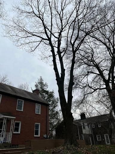  for Gregory Godleski Jr's Tree Service in Wexford, PA