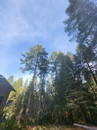  for Terra Heights Tree Experts & Landscaping  in Grass Valley,  CA