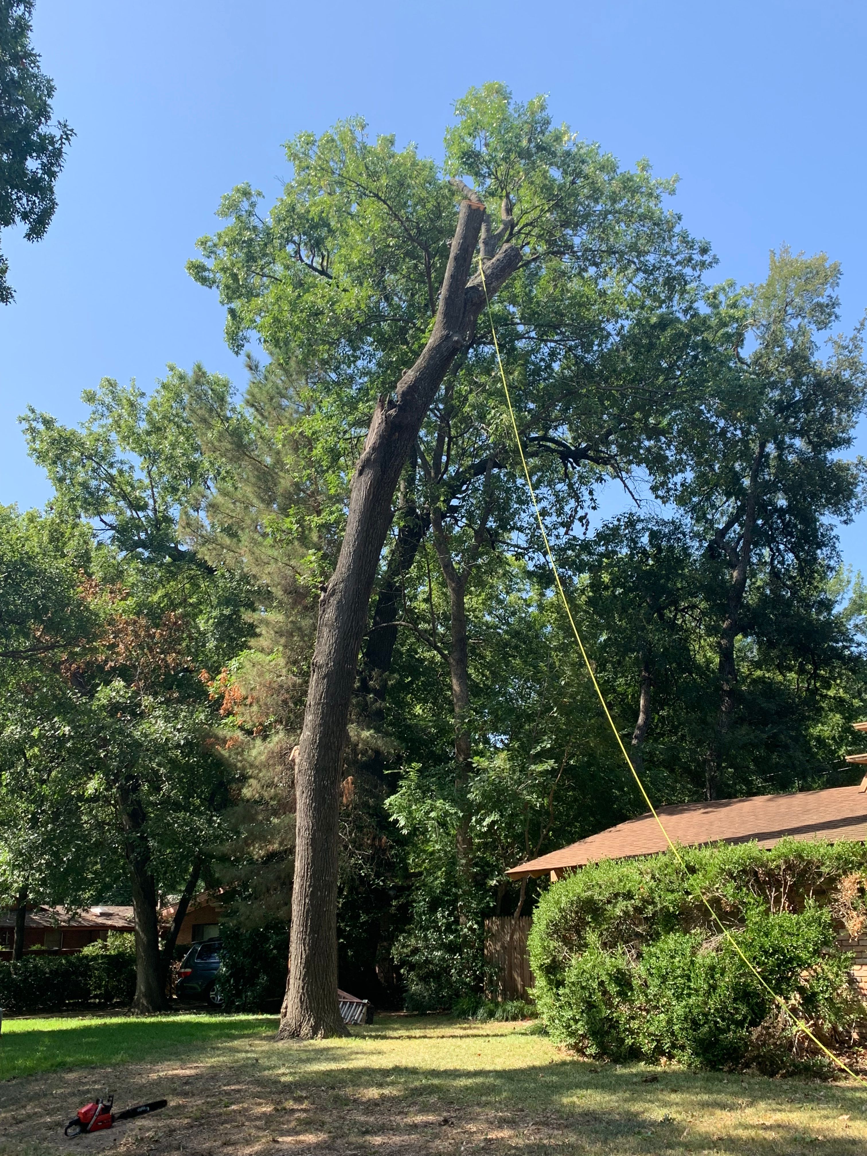  for TLC Professional Tree Service in Bedford, TX