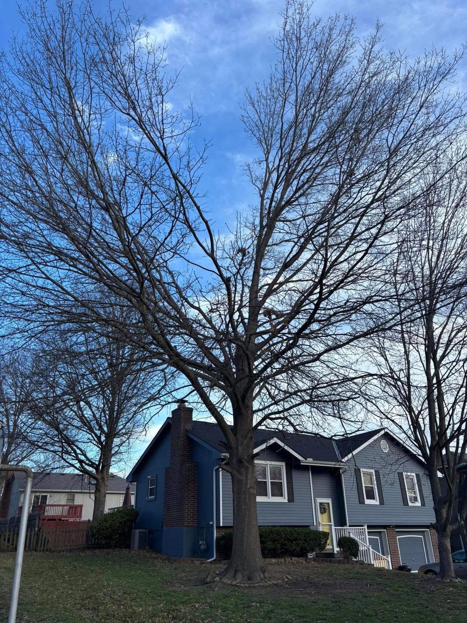 Tree Removal for Cross Family Tree Service in Kearney, MO