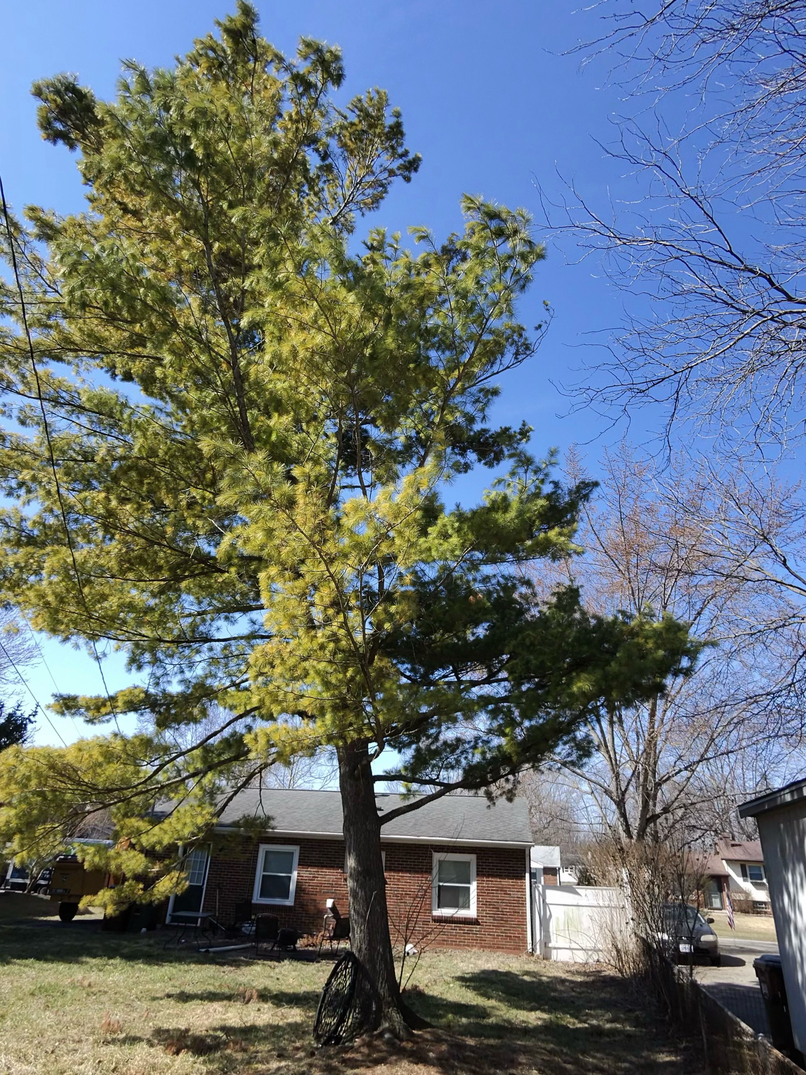 All Photos for Pro Tree Trim & Removal, Llc in Dayton, OH