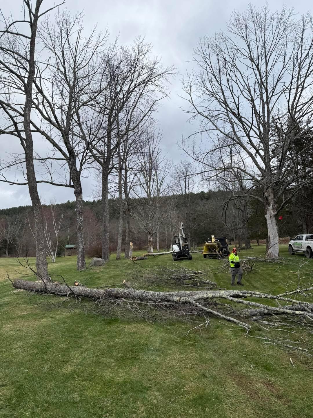  for Sterlings Tree Removal in Cobleskill, New York