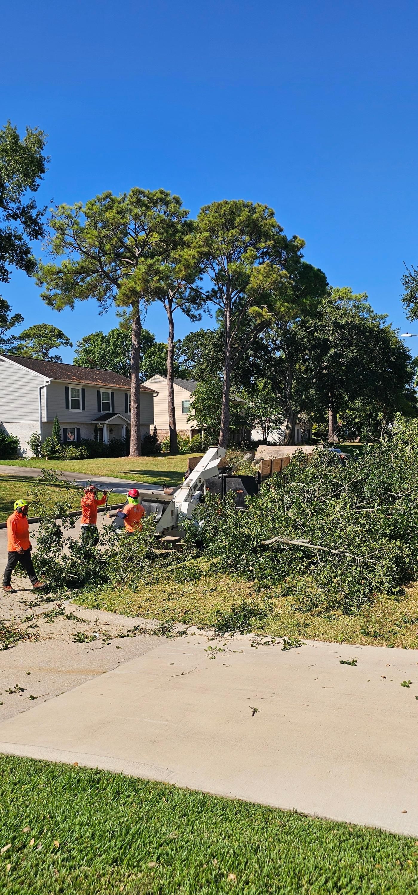  for Servin's Tree Care  in Houston, TX