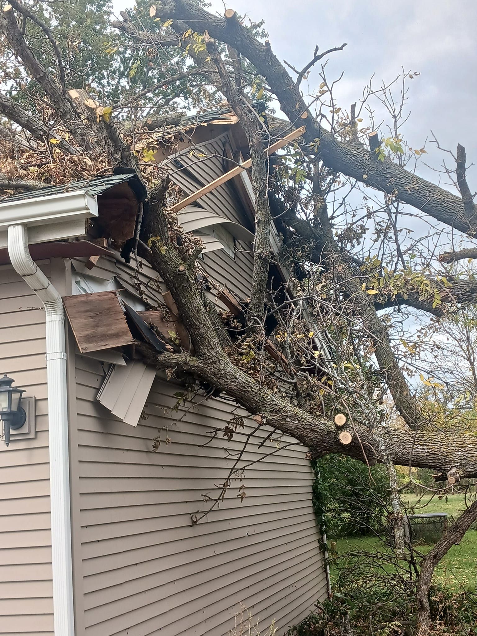 Tree Removal for Buffalo Family Tree Care in Buffalo, MN