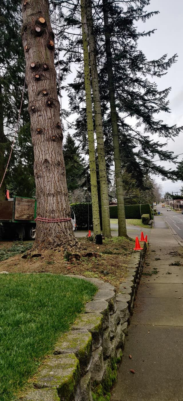 Tree Removal for A&J WA Tree Services in Kent, WA