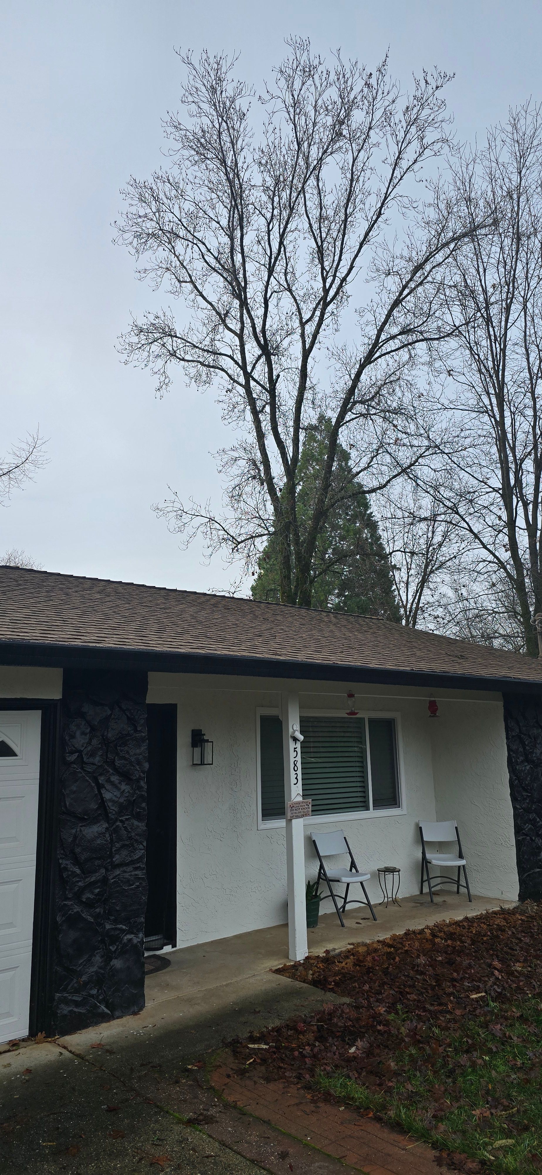  for George Staddan's Professional Tree Care in Placerville, CA