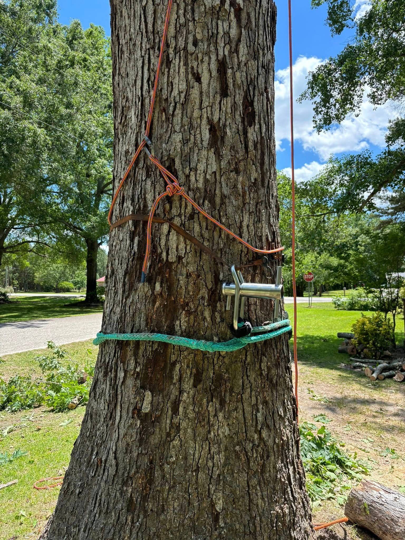  for Total Tree Care in Erwin, North Carolina