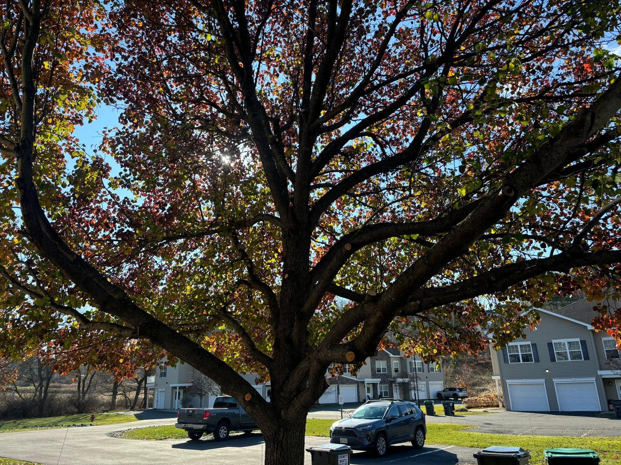  for T's Trees in Albany, NY