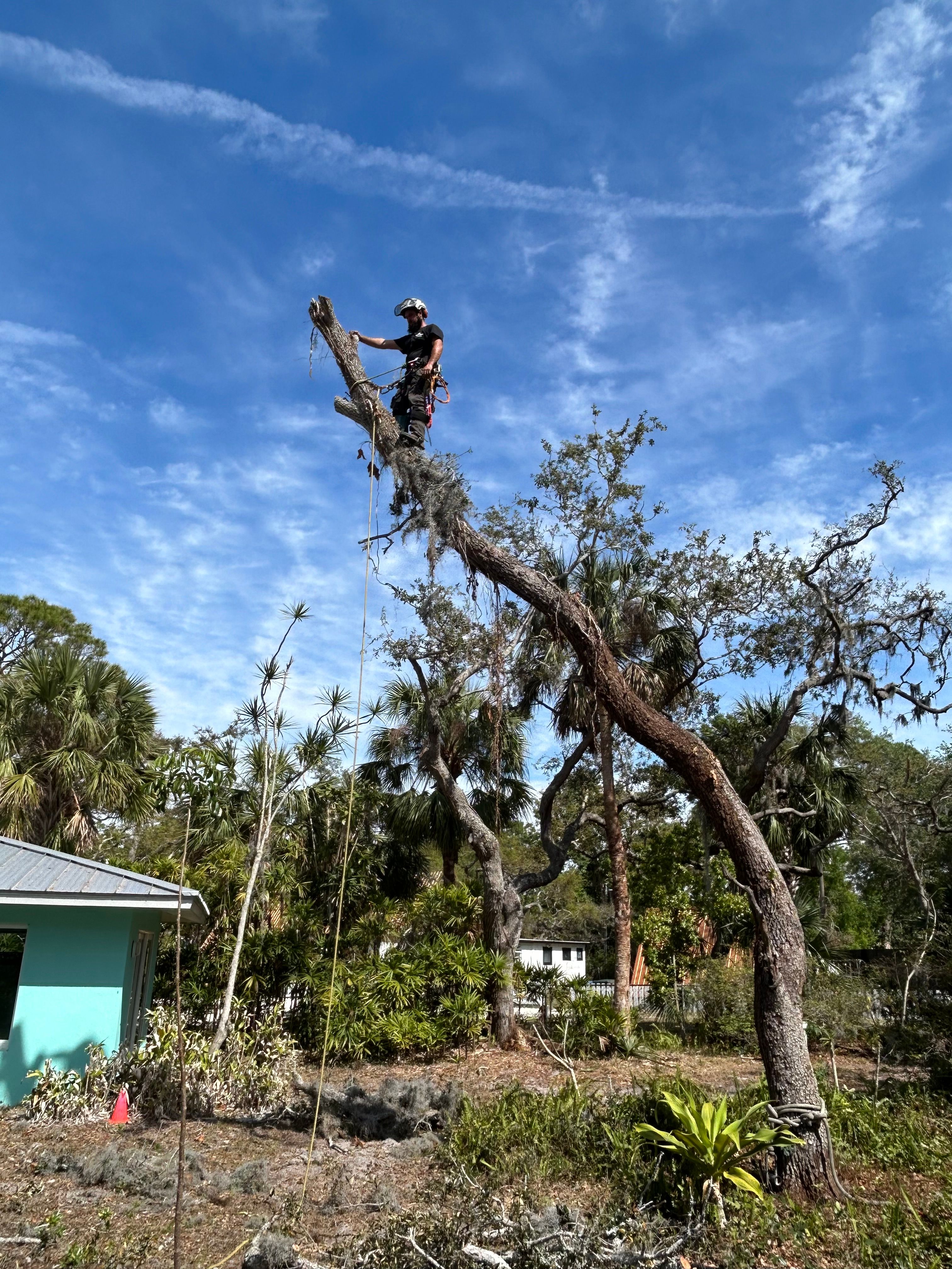  for Damian’s Tree Care in Sarasota, FL